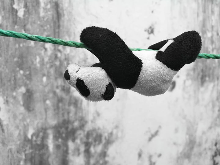 panda, do góry nogami, upside down
