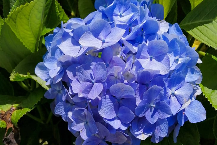 hortensje, hortensja, hydrangeas