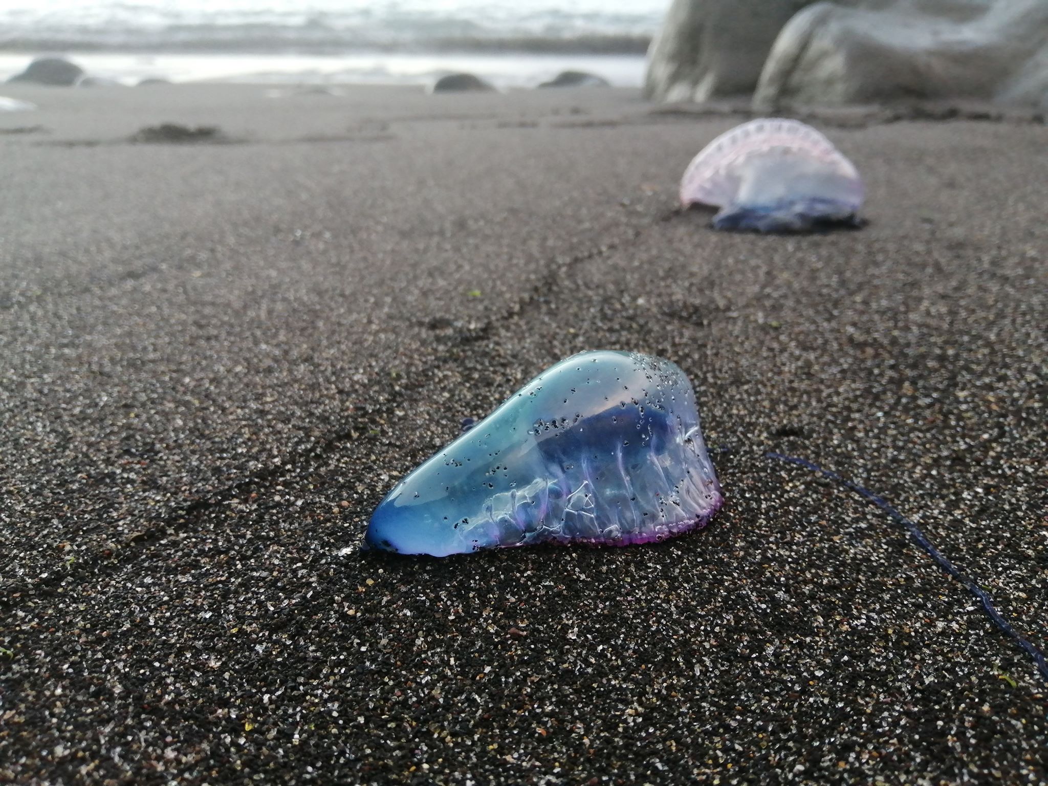 caravela, caravela portuguesa, żeglarz portugalski, Physalia physalis, Portuguese man o' war, blue bottle, floating terror