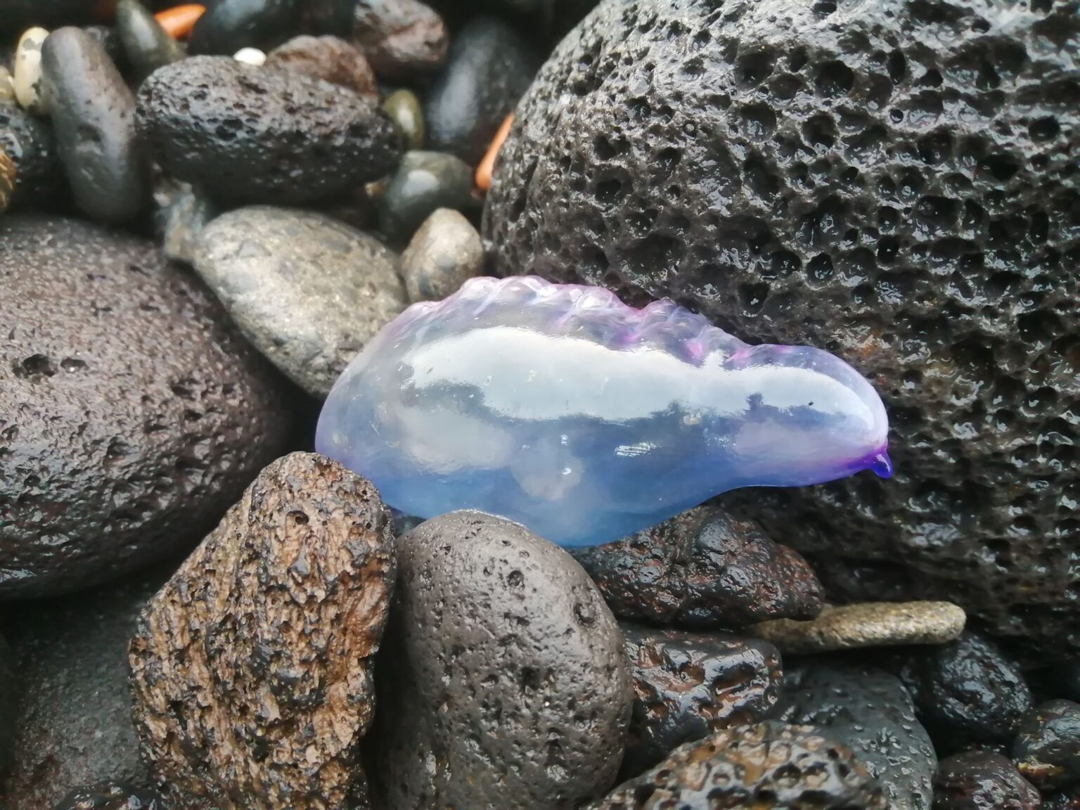 caravela, caravela portuguesa, żeglarz portugalski, Physalia physalis, Portuguese man o' war, blue bottle, floating terror