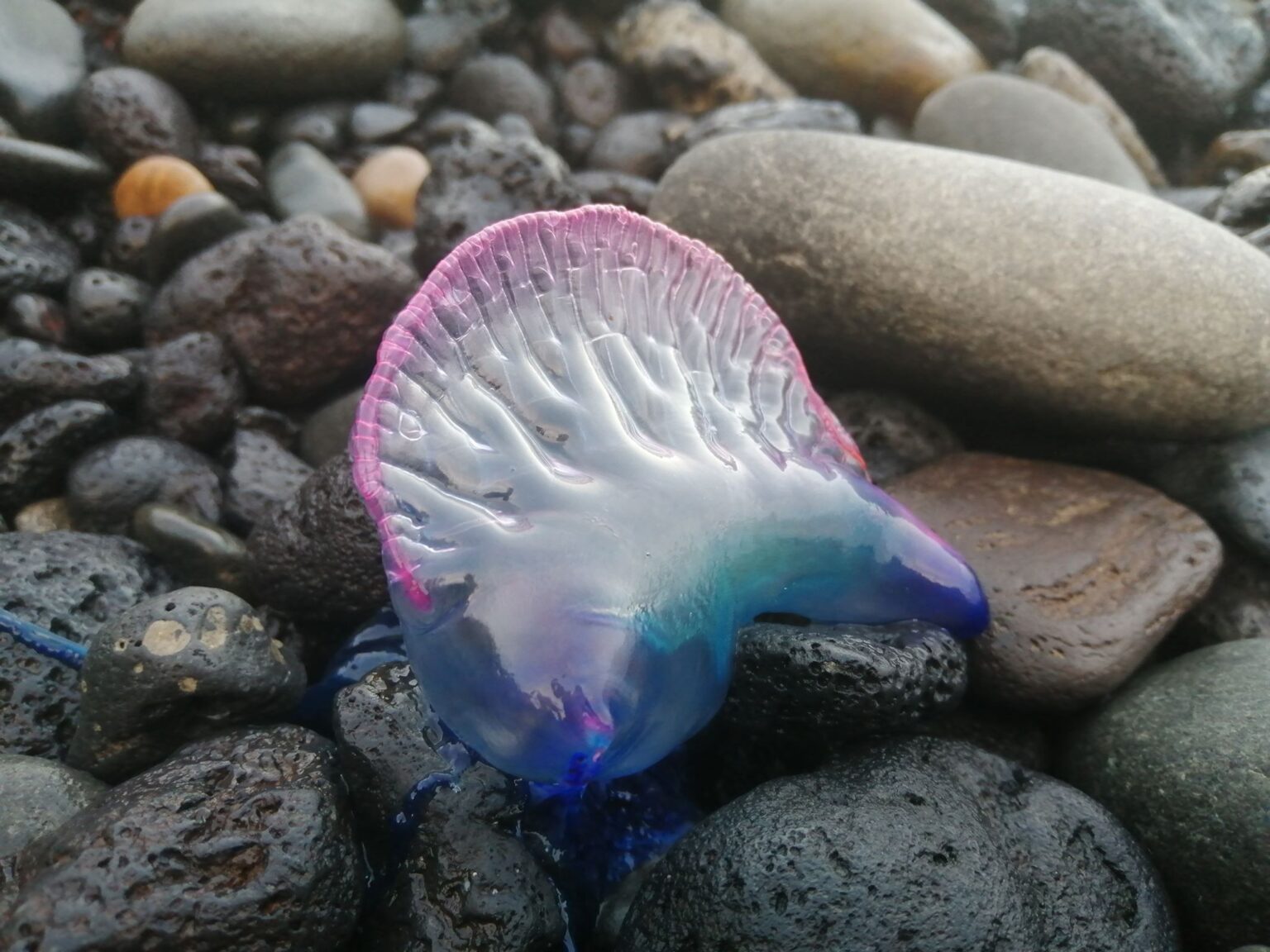 caravela, caravela portuguesa, żeglarz portugalski, Physalia physalis, Portuguese man o' war, blue bottle, floating terror