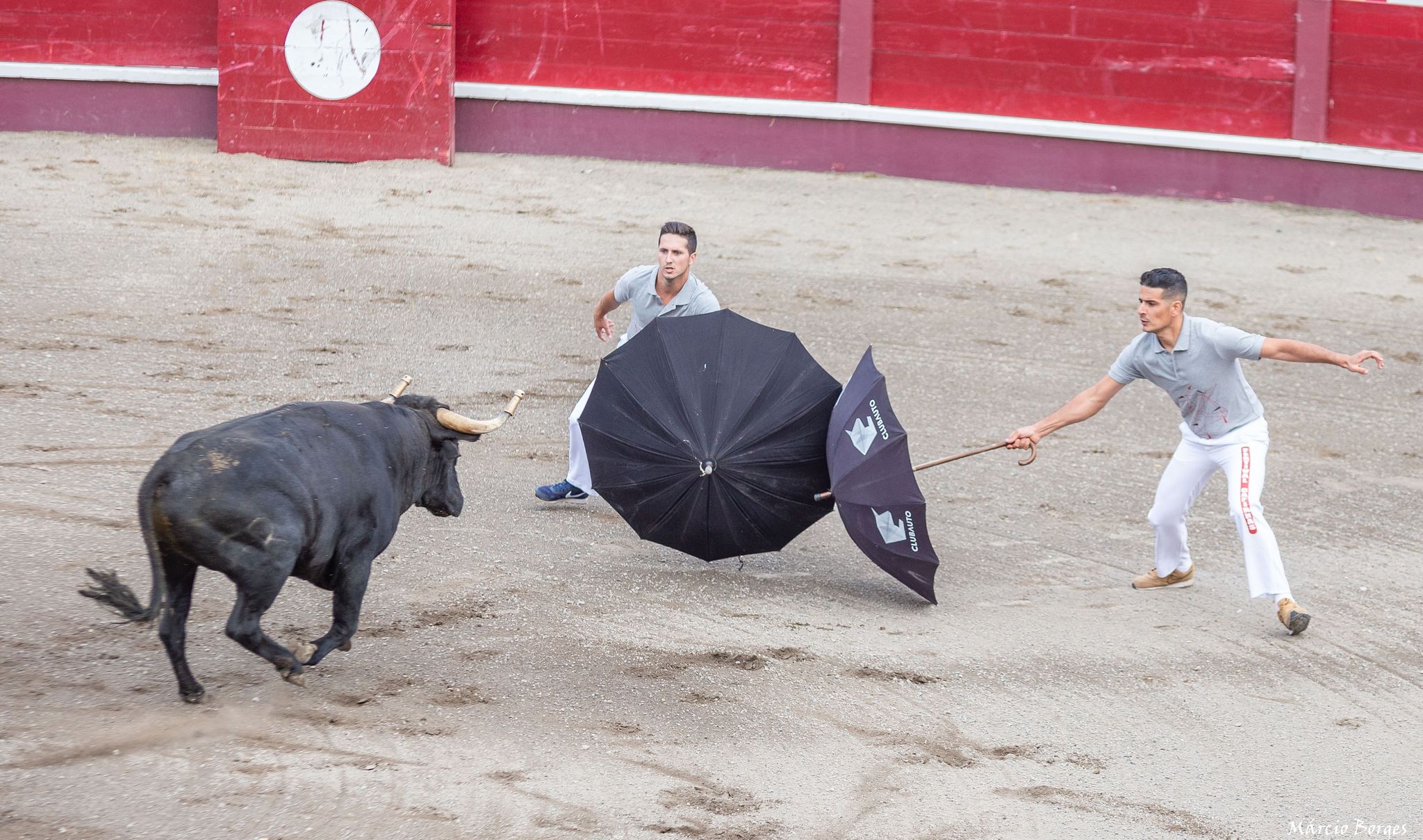 capinha, capinhas, bull, byk, byki, touro, touros, tourada, tourada, festival de capinhas, festiwal, festiwal capinhas, festival, arena, Joao, João, Joao Ramos, João Ramos,