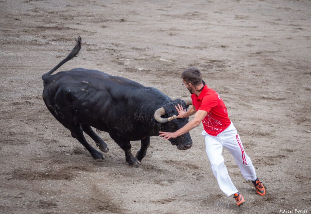 capinha, capinhas, bull, byk, byki, touro, touros, tourada, tourada, festival de capinhas, festiwal, festiwal capinhas, festival, arena