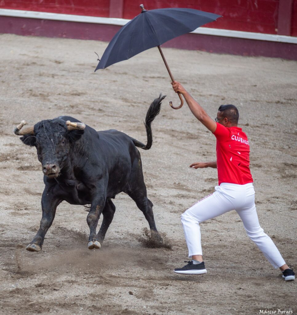 capinha, capinhas, bull, byk, byki, touro, touros, tourada, tourada, festival de capinhas, festiwal, festiwal capinhas, festival, arena,