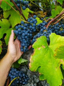 vindima, winobranie, grape harvest, harvest, winnica, vinha, vineyard, winogrono, winogrona, grape, grapes, uvas, uva, Biscoitos,