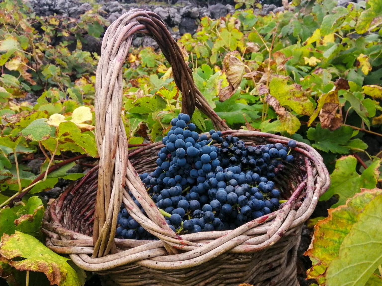 grape harvest