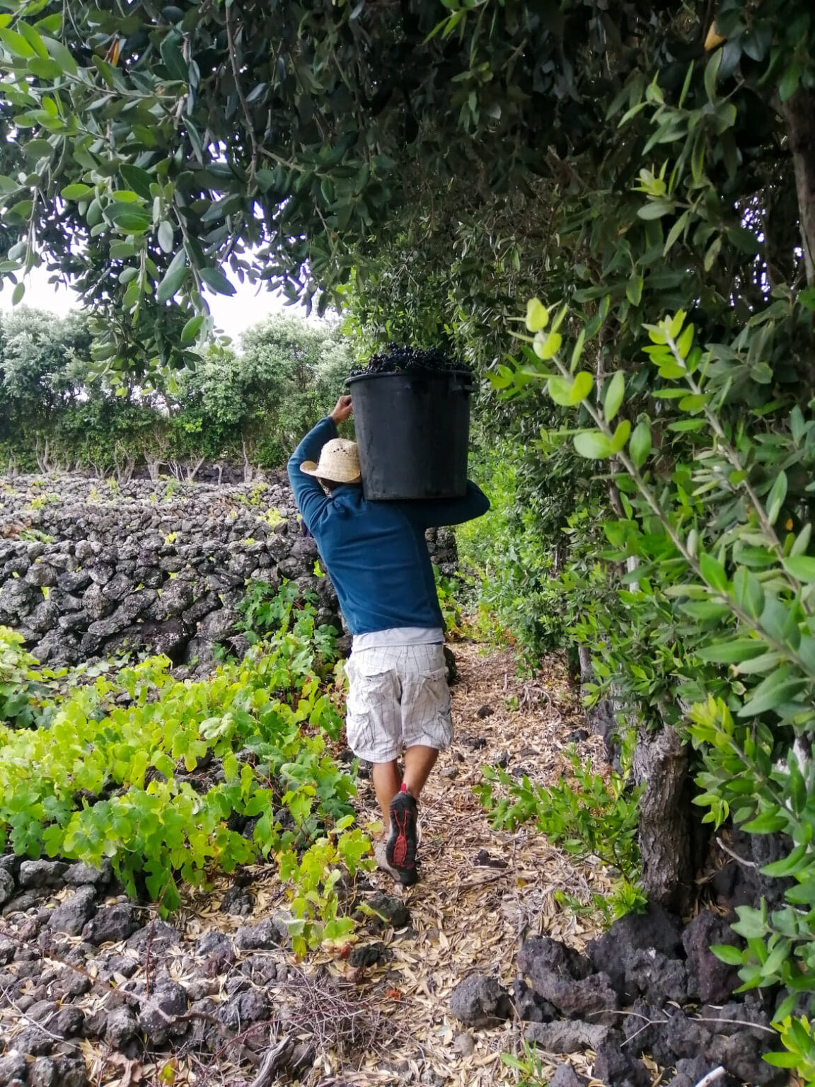 vindima, winobranie, grape harvest, harvest, winnica, vinha, vineyard, winogrono, winogrona, grape, grapes, uvas, uva, Biscoitos,