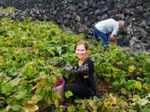 vindima, winobranie, grape harvest, harvest, winnica, vinha, vineyard, winogrono, winogrona, grape, grapes, uvas, uva, Biscoitos, Milena