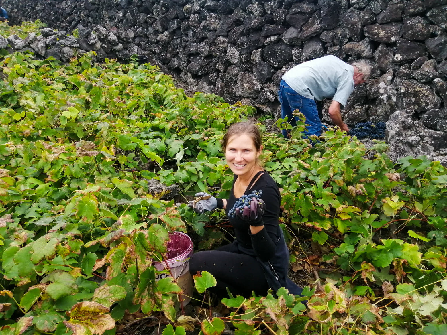 vindima, winobranie, grape harvest, harvest, winnica, vinha, vineyard, winogrono, winogrona, grape, grapes, uvas, uva, Biscoitos, Milena