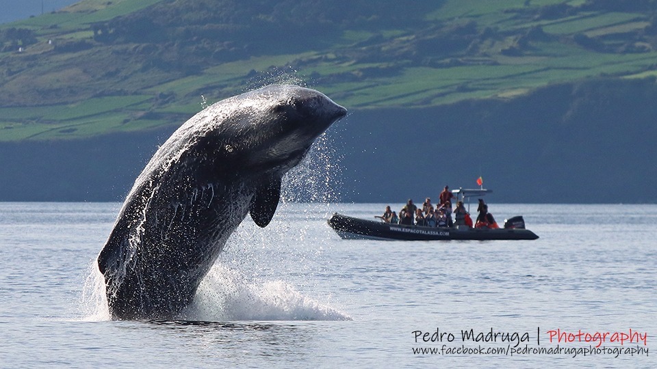 skaczący kaszalot, fot. Pedro Madruga